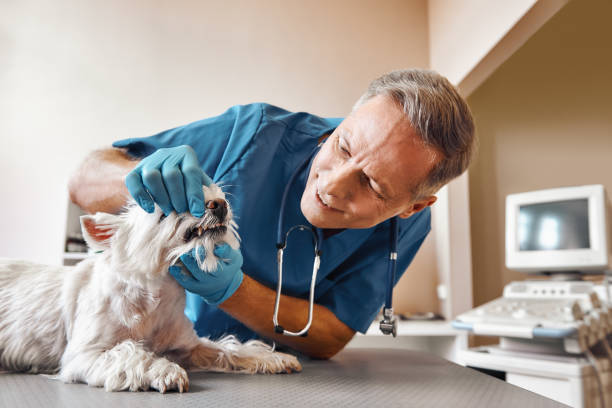 Best Emergency Tooth Extraction in Sugar City, ID
